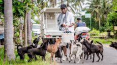 Bawa Wild Dog Feeding