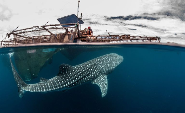 Join a SeaTrek Whale Shark Trip to Sumbawa | Bali Discovery