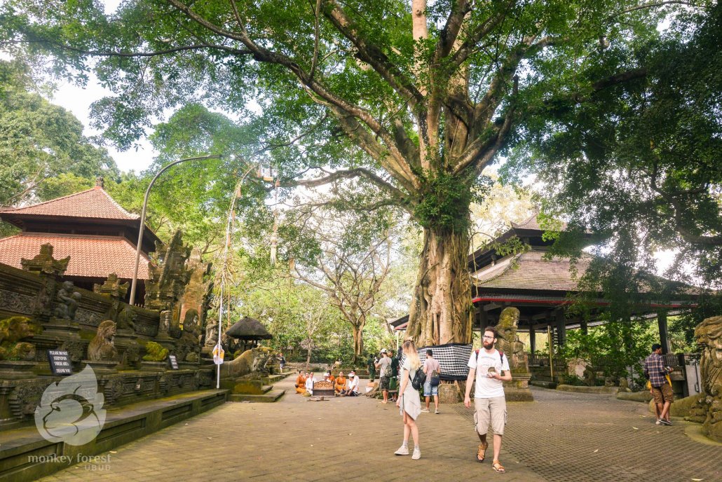 Ubud Monkey Forest Reopens for Business | Bali Discovery