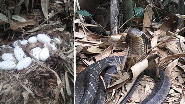 king cobra nest