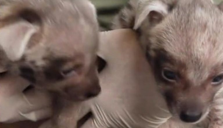 Two Hyenas Born at Bali Safari Park | Bali Discovery