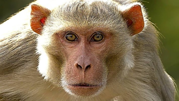 Domesticated Monkey Mauls Two Schoolkids | Bali Discovery