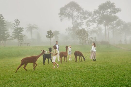 Get Up Close and Personal with Adorable Animals at Bali Farm House in North Bali